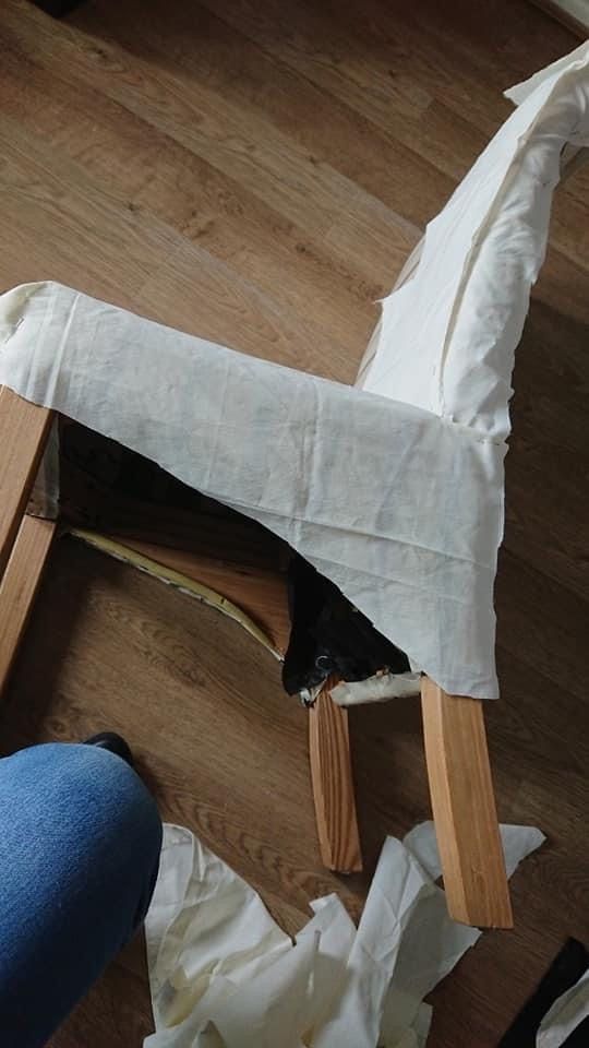 Calico toile pinned on a dining chair while making the pattern